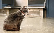 The life of a subway cat… – I Ride The Harlem Line