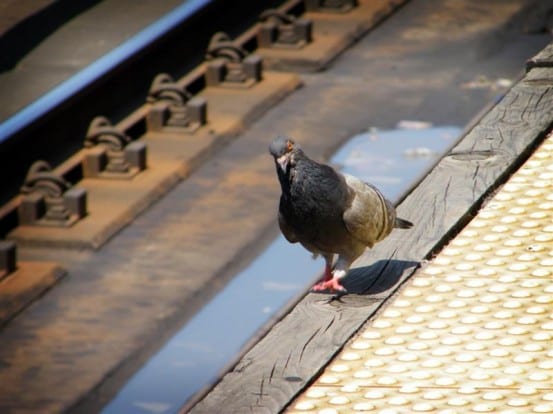 Tuesday Tour of the Harlem Line: Harlem-125th Street – I Ride The ...